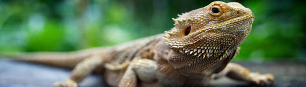 Star Reptiles